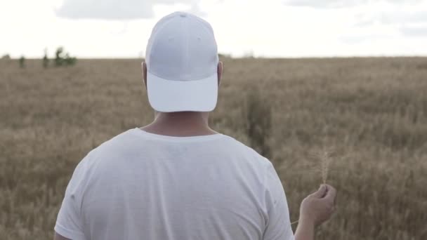 Tipo Con Una Camiseta Blanca Camina Por Campo Trigo — Vídeo de stock