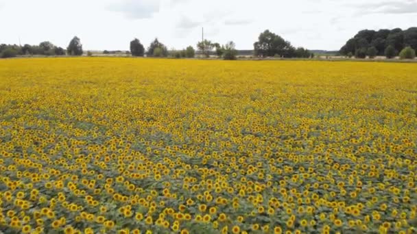 Drone Vuela Sobre Campo Con Girasoles — Vídeos de Stock