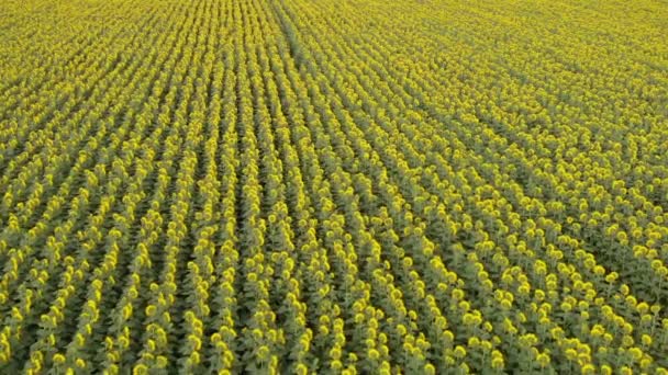 Zonnebloemen Draaide Weg Van Camera — Stockvideo