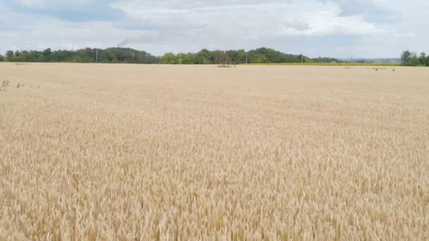 スローカメラは小麦畑の上を飛ぶ 穀物の収穫を揺らす風 — ストック動画