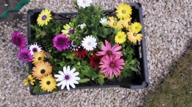 Siyah sepetteki çiçekler rüzgarda sendeliyor.