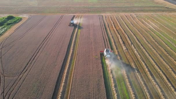 Mähdrescher Sammeln Weizen Auf Dem Feld Entgegen Der Fahrtrichtung Ein — Stockvideo