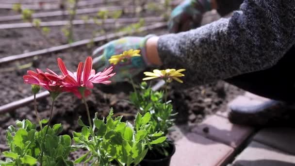 Jardineiro Está Plantando Flores Perto Uma Casa Campo — Vídeo de Stock