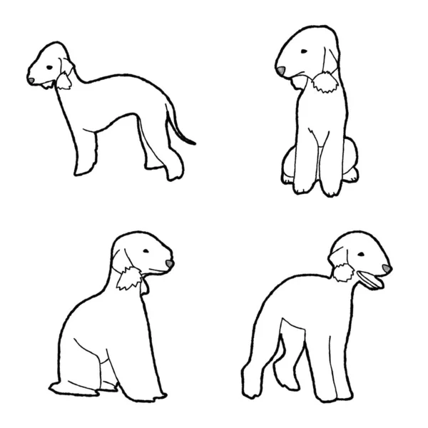 Bedlington Terrier Animal Vector Ilustração Mão Desenhada Desenhos Animados Arte — Vetor de Stock