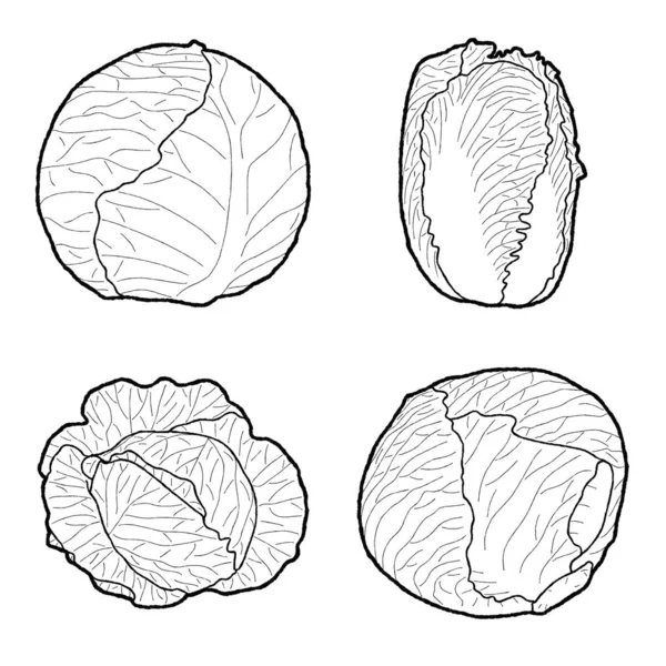 Cabbages Vetor Ilustração Mão Desenhado Vegetal Desenhos Animados Arte — Vetor de Stock