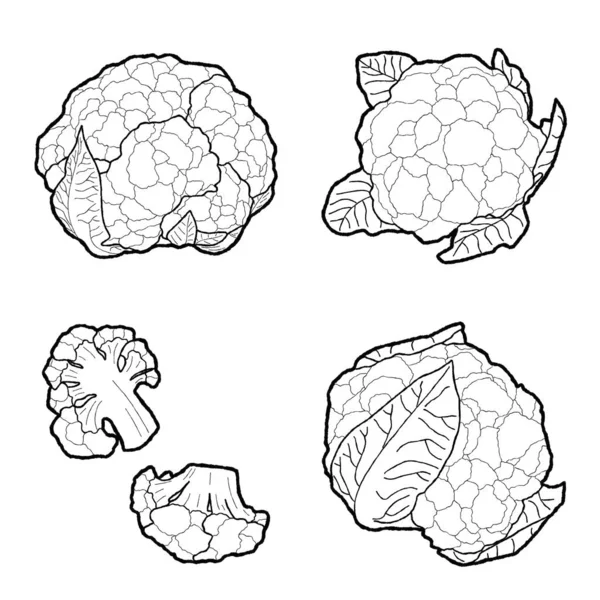Cauliflower Vector Illustration Hand Drawn Vegetable Cartoon Art — 스톡 벡터