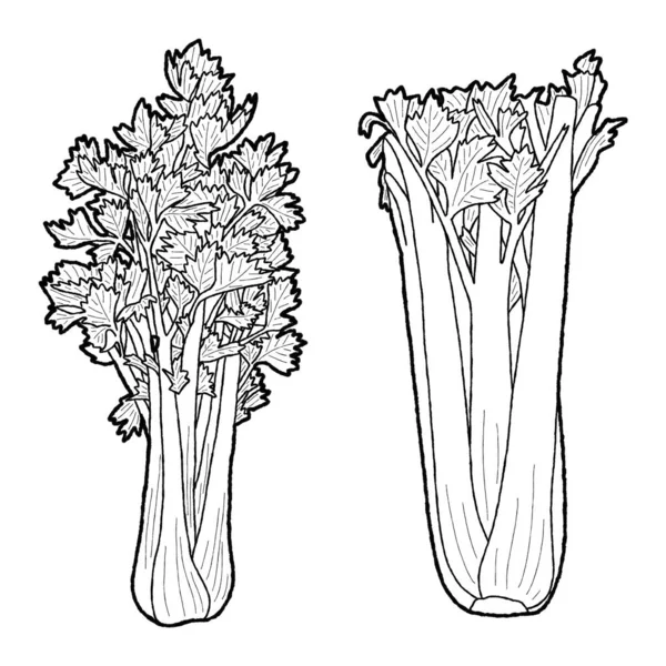 Sellerie Vektor Illustration Hand Gezeichnet Gemüse Cartoon Kunst — Stockvektor