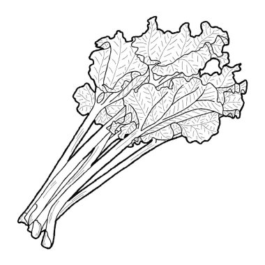 Rhubarb Vektör Çizim El Sebze Çizim Sanatı
