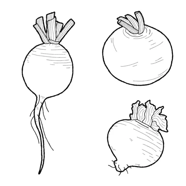 Navets Illustration Vectorielle Dessin Main Légumes Dessin Animé Art — Image vectorielle
