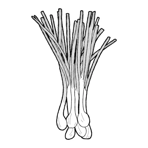 Cebolinhas Vetor Ilustração Mão Desenhado Vegetal Desenhos Animados Arte —  Vetores de Stock