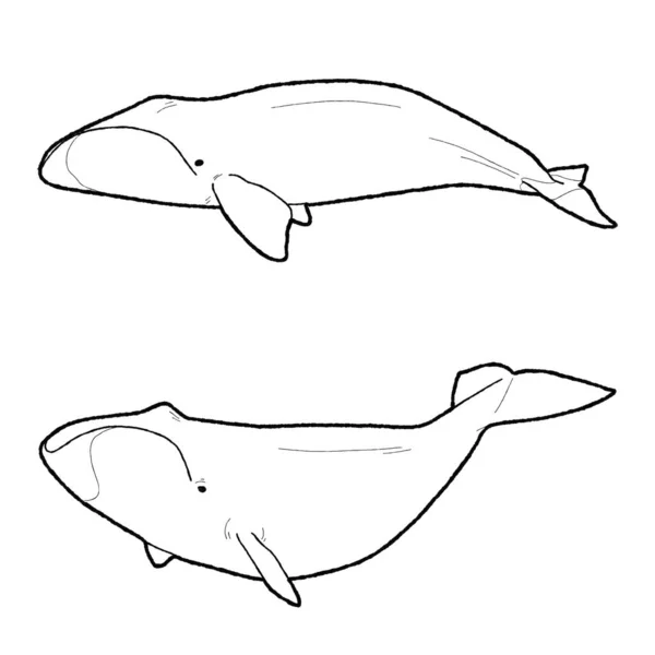 Bowhead Φάλαινα Εικονογράφηση Διάνυσμα Χέρι Ζωγραφισμένα Ζώα Τέχνης Κινουμένων Σχεδίων — Διανυσματικό Αρχείο