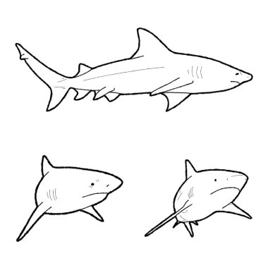 Bull Shark Vector İllüstrasyon El Çizimi Hayvan Çizim Sanatı