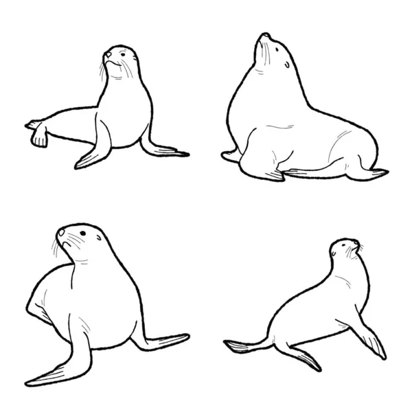 加利福尼亚海狮矢量图解手绘动物漫画艺术 — 图库矢量图片