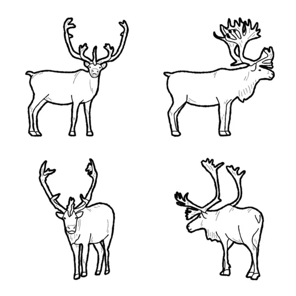 Caribou Vector Ilustración Dibujado Mano Animal Cartoon Art — Archivo Imágenes Vectoriales