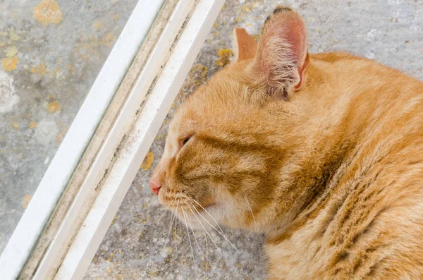 Gatto Zenzero Appoggiato Pavimento Cemento — Foto Stock