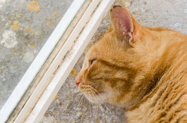 Gatto Zenzero Appoggiato Pavimento Cemento — Foto Stock