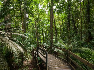 Cape Tribulation Avustralya tropikal yağmur ormanı, Daintree yağmur ormanları, eski bir orman 