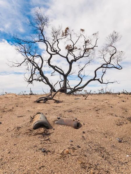 A black burnt tree and burnt glass bottles in the Australian outback after a bush fire.