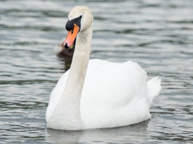 Gölde yüzen güzel beyaz bir Kuğu.