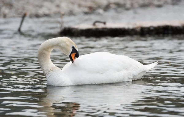 Vacker Vit Svan Som Simmar Sjö — Stockfoto