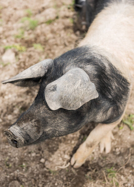 Saddleback pig shot from above in a muddy field