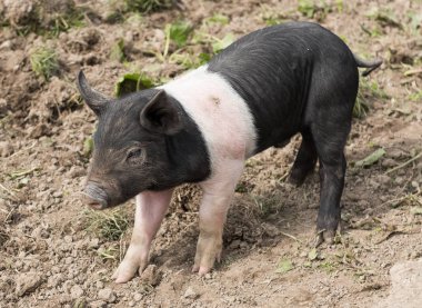 Saddleback piglet çamurlu bir alanda yiyecek arıyor