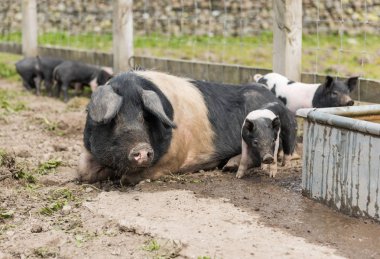 Semerli domuz yavruları ve çamurlu bir alan yiyecek arayan anne domuz