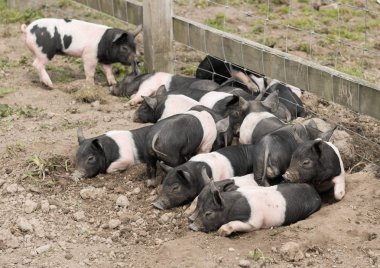 Çamurlu bir alanda uzanarak Semerli domuz yavruları.