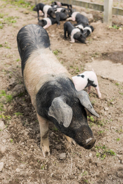 Saddleback pig shot from above, in a muddy field, with piglets in the background