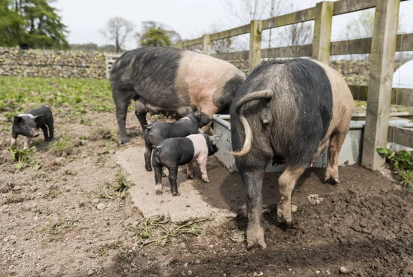 Een Grote Saddleback Varkens Familie Die Een Drankje Van Het — Stockfoto