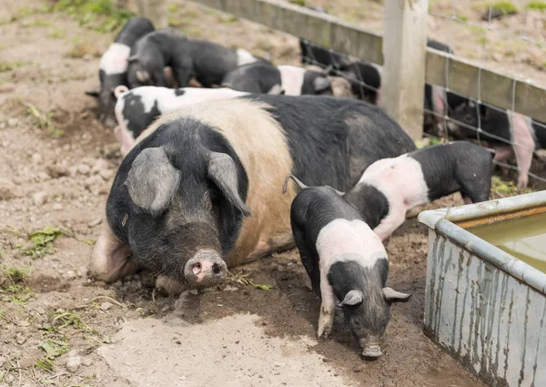 Semerli domuz yavruları ve çamurlu bir alan yiyecek arayan anne domuz