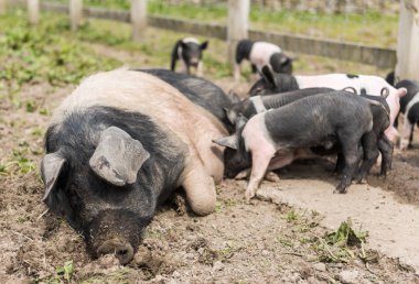Genç domuz yavruları onun meme yemek yerken çamurlu bir alanda, yalancılık aşağı büyük Semerli domuz