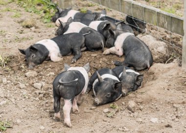 Çamurlu bir alanda uzanarak Semerli domuz yavruları.