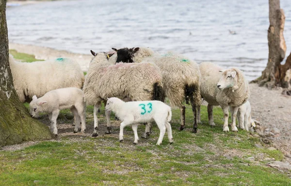 Eine Herde Schafe Einem Strand See — Stockfoto