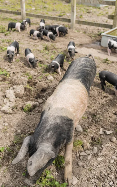 Saddleback pig shot from above, in a muddy field, with piglets in the background