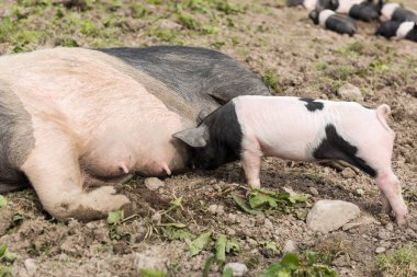Genç domuz yavruları onun meme yemek yerken çamurlu bir alanda, yalancılık aşağı büyük Semerli domuz