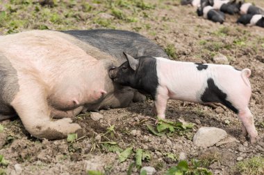 Genç bir domuz yavrusu--dan onun meme besleme ise çamurlu bir alanda, yalancılık aşağı büyük Semerli domuz