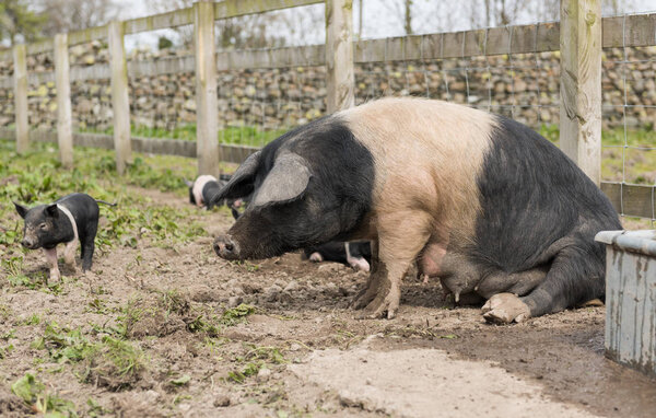 Saddleback pig getting up from the ground