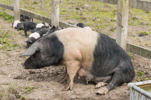 Saddleback pig getting up from the ground