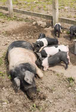 Genç domuz yavruları onun meme yemek yerken çamurlu bir alanda, yalancılık aşağı büyük Semerli domuz