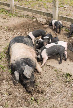 Genç domuz yavruları onun meme yemek yerken çamurlu bir alanda, yalancılık aşağı büyük Semerli domuz