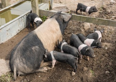 Genç domuz yavruları onun meme yemek yerken çamurlu bir alanda, yalancılık aşağı büyük Semerli domuz