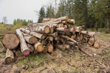 Stok kazık kereste, ağaçları bitkileri tarım için açıklığa kavuşturmak aşağı doğranmış. De-ağaçlandırma.