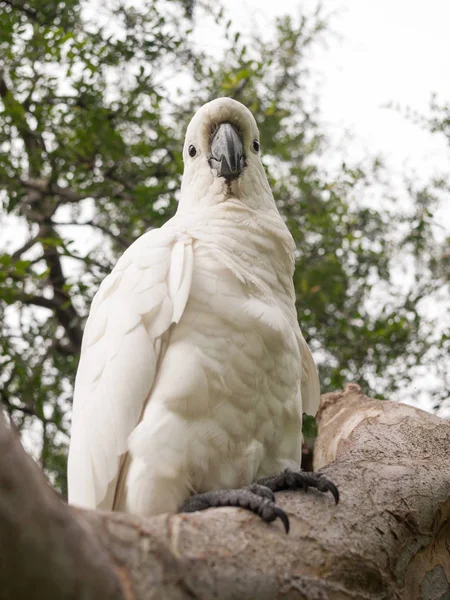 Sulphur Crested Cockatoo Tree Sydney Park Australia — Stock Photo, Image