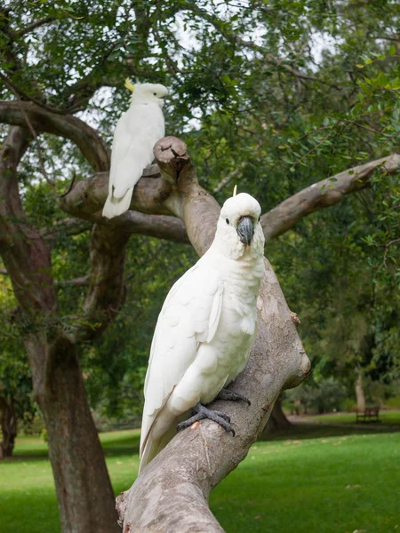 Síry Chocholatý Kakadu Stromě Sydney Park Austrálie — Stock fotografie