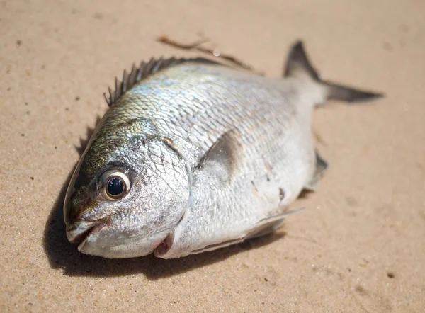 ビーチで獲れた鯛魚 — ストック写真
