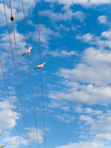 Dwa Kakadu Różowe Australijski Galah Perching Miasto Telegraph Polak Tle — Zdjęcie stockowe