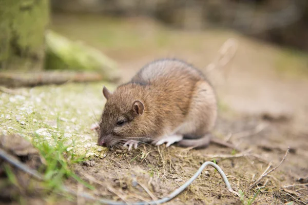 Una Rata Granja Muriendo Después Comer Veneno Para Ratas — Foto de Stock