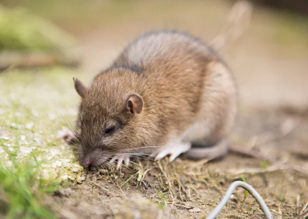 Rat Ferme Mourant Après Avoir Mangé Poison Rat — Photo