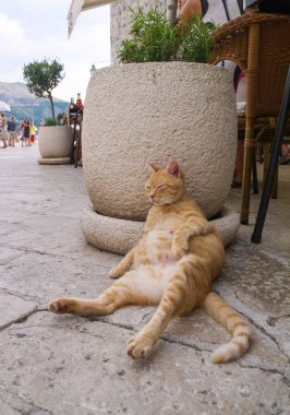 bir sokakta dogum yapmak üzere bir ağır hamile zencefil sokak kedi. Meme gösteren.